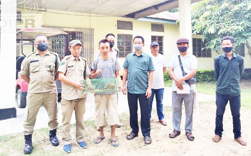 Two abandoned cubs found in a hollowed tree near the stream adjacent to paddy fields of Tening village were transferred to Nagaland Zoological Park, Dimapur on August 21. (DIPR Photo)